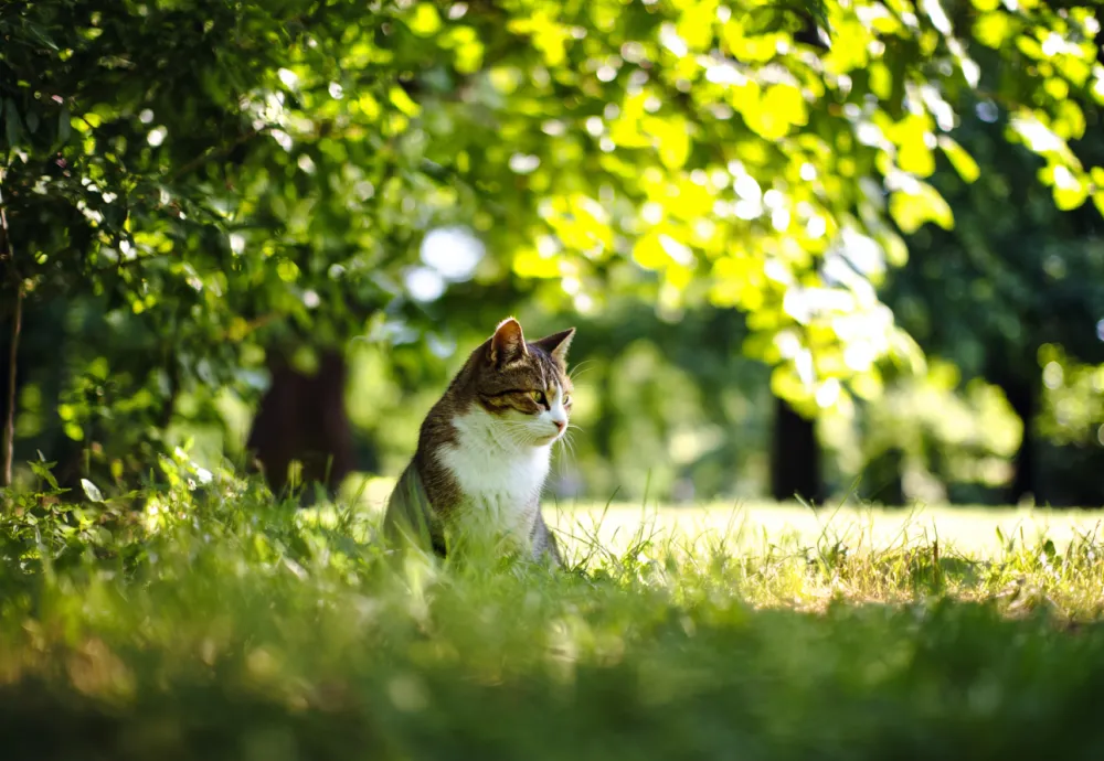 E-book on Holistic Cat Health and Supplements